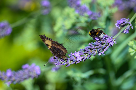 大黄蜂(大黄蜂)和小乌龟蝴蝶在熏衣花上合在一起图片素材