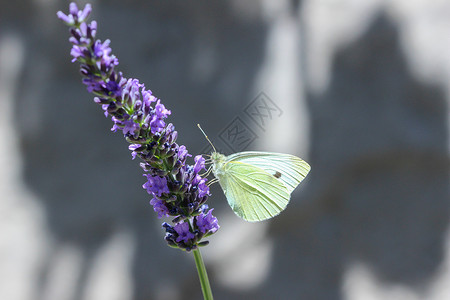 白色蝴蝶素材花朵上方的白菜白蝴蝶动物紫色昆虫生物学蓝色薰衣草植物花蜜宏观白色背景