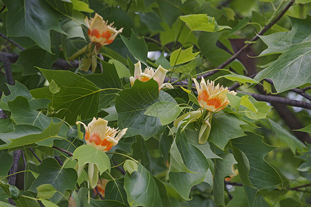 图利普树花花水平植物郁金香背景图片