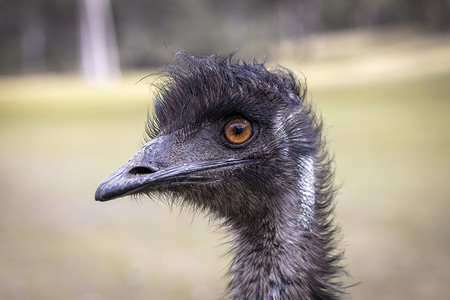 澳大利亚地区澳洲Emu人头部近距离肖像照片平胸橙子文化鸵鸟黑色眼球眼睛脖子环境跑步背景图片