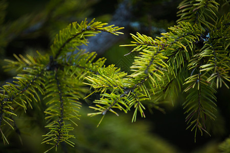 毛树或松树的绿色刺枝 furffy fir树枝特写 背景模糊家族马尾草红木针叶云杉蕨类植物柏树叶子木头背景图片