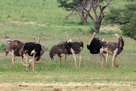 南非卡拉哈里的Ostrich 南非野生野生动物狩猎公园动物跨境绿色羚羊骆驼鸟鸟动物群跑步国家绿色的高清图片素材