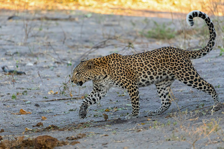 非洲豹 博茨瓦纳 非洲野生生物背景图片