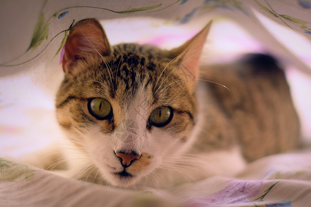 尖锐眼睛猫绿眼睛的迷人小猫 盯着镜头 床单下面看得非常尖锐行为虎斑动物隐藏猎人说谎感官毯子捕食者宠物背景