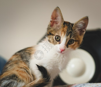 可爱的卡路里小猫盯着镜头看动物虎斑宠物猫咪好奇心背景图片