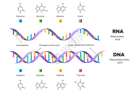 DNA 和 RNA 的分子结构 它制作图案教育信息图表学习基因螺旋解剖学实验室嘌呤插图生物学药品染色体背景图片