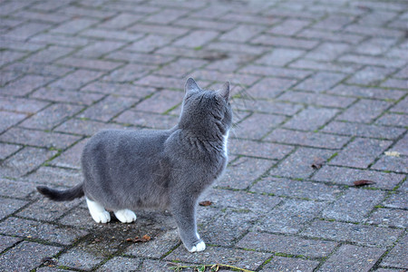 灰色背景的灰猫侧边视图焦点毛皮宠物耳朵白色哺乳动物眼睛动物胡须猫选择性背景图片