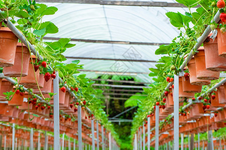 马来西亚水果马来西亚草莓种植场 厕所架和灌溉系统草莓农场园艺培育生长食物温室农田农业花园营养农民背景