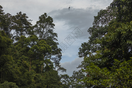 国家公园苏门答腊丛林天空热带多样性环境青菜公园下雨蓝色绿色植物树叶背景图片