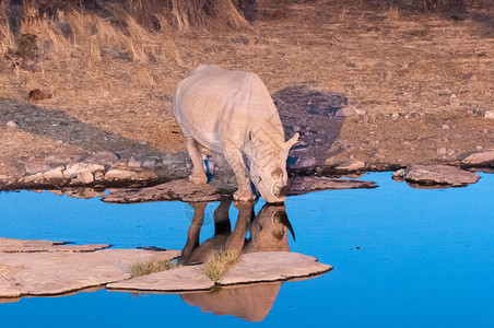 黑犀牛在人工开水的水井上饮用饮用水背景图片