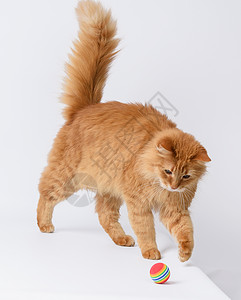 去毛球白色背景的红球玩着成年青毛红猫橙子宠物哺乳动物玩具快乐爪子好奇心动物猫咪工作室背景