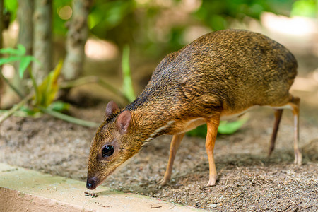 鹿和鼠Kanchil 是一只来自热带的神奇可爱的小鹿 鼠鹿是最不寻常的动物之一 偶蹄鼠公园尾巴鹿角打猎森林林地耳蜗警报动物园反射背景