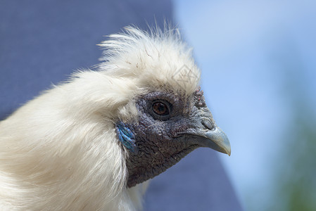 鸡品种超级特写白色丝绸鸡头肖像家畜季节母鸡羽毛晴天动物阳光蓝色硬化农场背景