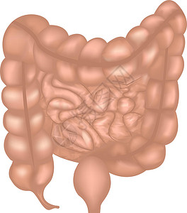 肠道系统冠结肠背景图片