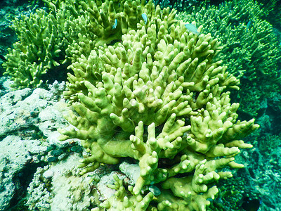 蓝色珊瑚礁珊瑚礁蓝色海美人海洋海岸运动热带娱乐潜水员潜水旅游背景