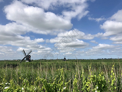 弗里斯兰的风车绿色刚玉植物农田背景图片