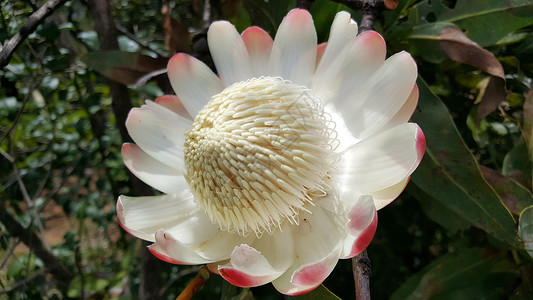 喀麦隆森林中的大花朵白色背景图片