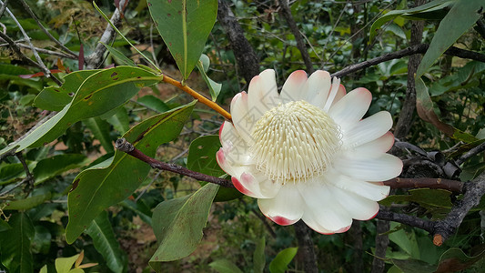 喀麦隆森林中的大花朵白色叶子背景图片