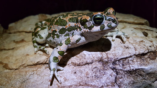 欧洲绿色青蛙蟾蜍动物野生动物岩石白色背景图片
