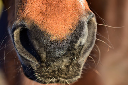 棕色马的鼻子和近距离接近背景图片