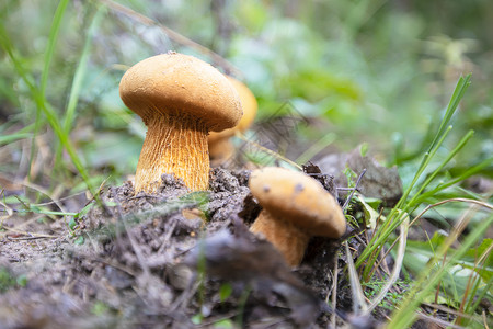 草黄蘑菇绿色草地上生长着一棵老树黄蘑菇背景
