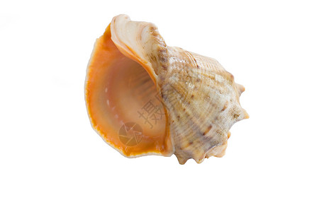海洋浅黄色黄橙色胃形海壳贝壳近白底背景图片
