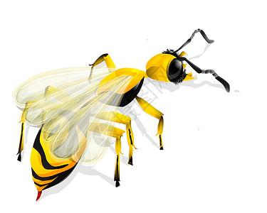 白蜂手绘荒野昆虫学动物艺术品绘画黄蜂侵略艺术野生动物嗡嗡声高清图片素材