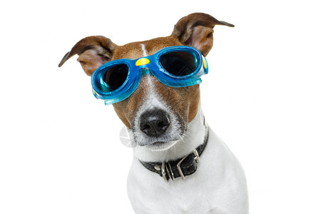 蓝色的狗带蓝色护目镜的狗太阳镜玩具婴儿警报海滩运动眼镜面具朋友宠物背景