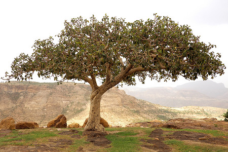孤单的一棵树 在岩石状山顶上风景高清图片素材