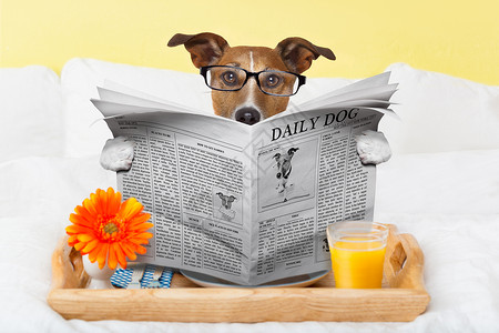 读狗狗阅读报纸房间出版物小狗小册子托盘动物小猎犬杂志横幅邮政背景图片