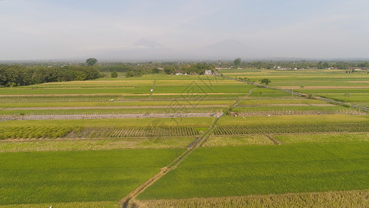 农村用地印度的稻田和农业用地面积旅行鸟瞰图场地热带环境景观风景农场植物生长背景