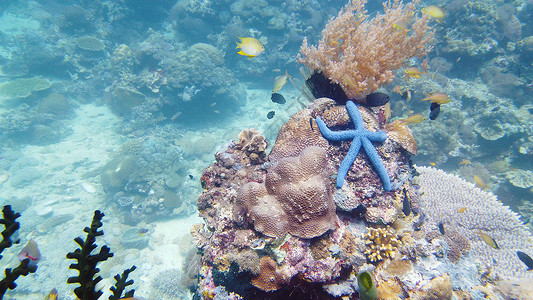 珊瑚礁上的海星 菲律宾莱特高清图片