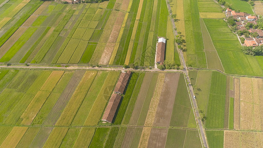 农村用地印度的稻田和农业用地面积绿色景观生长鸟瞰图乡村收成环境阳台农场旅行背景