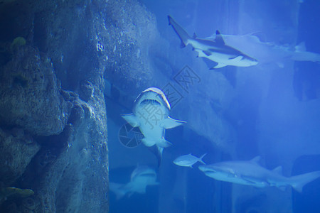 蓝水中的热带大鲨鱼 水族馆中的鲨鱼荒野玻璃动物鲸鲨野生动物旅行潜水员岛屿濒危潜水背景图片