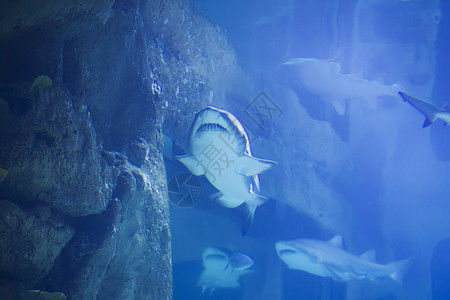 蓝水中的热带大鲨鱼 水族馆中的鲨鱼配种斑点鲸鲨热带鱼蓝色生活玻璃动物岛屿潜水背景图片
