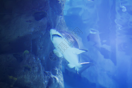 蓝水中的热带大鲨鱼 水族馆中的鲨鱼濒危斑点野生动物鲸鲨鱼眼海洋热带鱼潜水生活荒野背景图片