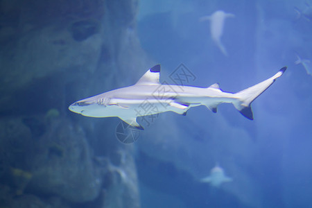 蓝水中的热带大鲨鱼 水族馆中的鲨鱼配种潜水海洋潜水员蓝色斑点鱼眼鲸鲨游泳旅行背景图片