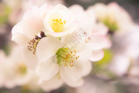 日本的粉红色花朵 在模糊的背景上背景图片