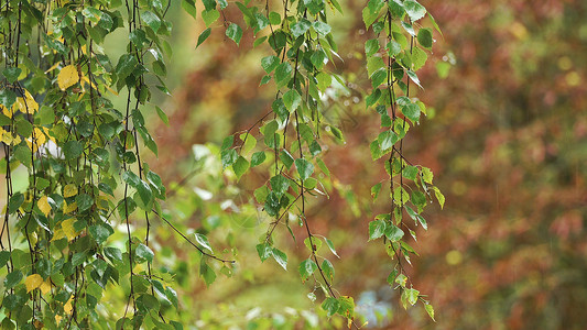 以有雨的枝节盟誓金子天气季节枝条悲伤树叶桦木绿色公园叶子绿色的高清图片素材