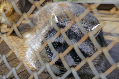 一只美丽的浣熊躺在一个动物康复中心的笼子里 它位于一个笼子里背景图片
