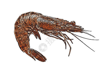 它制作图案虾矢量龙虾宏观食物白色动物螃蟹海鲜美食癌症贝类背景图片