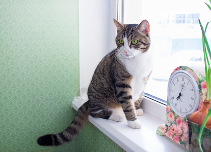时钟与猫家养的条纹外皮猫坐在窗台上 靠近彩色时钟背景