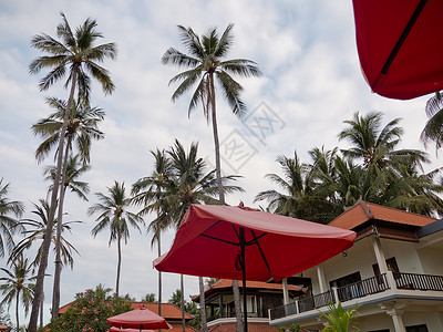 热带风景 棕榈树 酒店棕榈海洋天空假期建筑海滩旅行背景图片