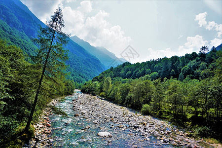 河床跑道一棵拉锯树 在蒂契诺州Verzasca山谷的河床上倾斜背景