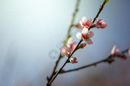 泰国清迈的樱花花花朵开花红斑公园场景蓝色木头土井旅行花园传奇寺庙背景图片