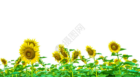 外观多彩的太阳花普照观赏向日葵花园植物群季节阳光剪纸生活活力背景图片
