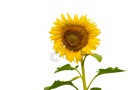 外观多彩的太阳花剪纸叶子向日葵普照金牌生活温暖观赏花园手指背景图片