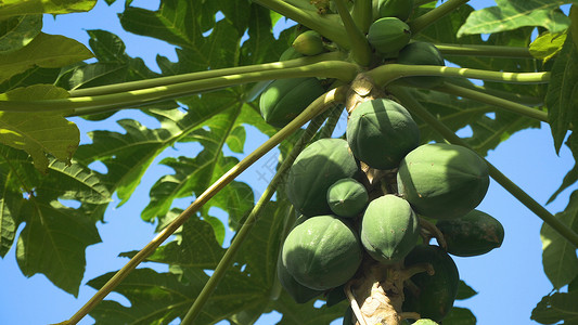 有果实的木瓜树果园植物食物种植园营养热带饮食叶子花园农业生长高清图片素材