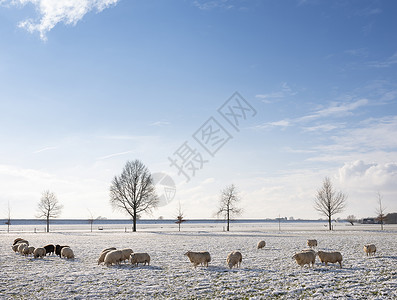 冰煮羊在蓝天下 用绵羊和雪 和树的丘陵草地场景天空公园哺乳动物动物农业国家场地牧场羊毛背景