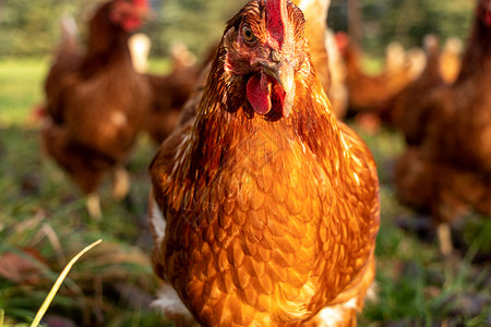 德国一个乡村农场的家禽德国 野鸡羽毛房子场地营养生物翅膀国家宠物生产小鸡公鸡高清图片素材